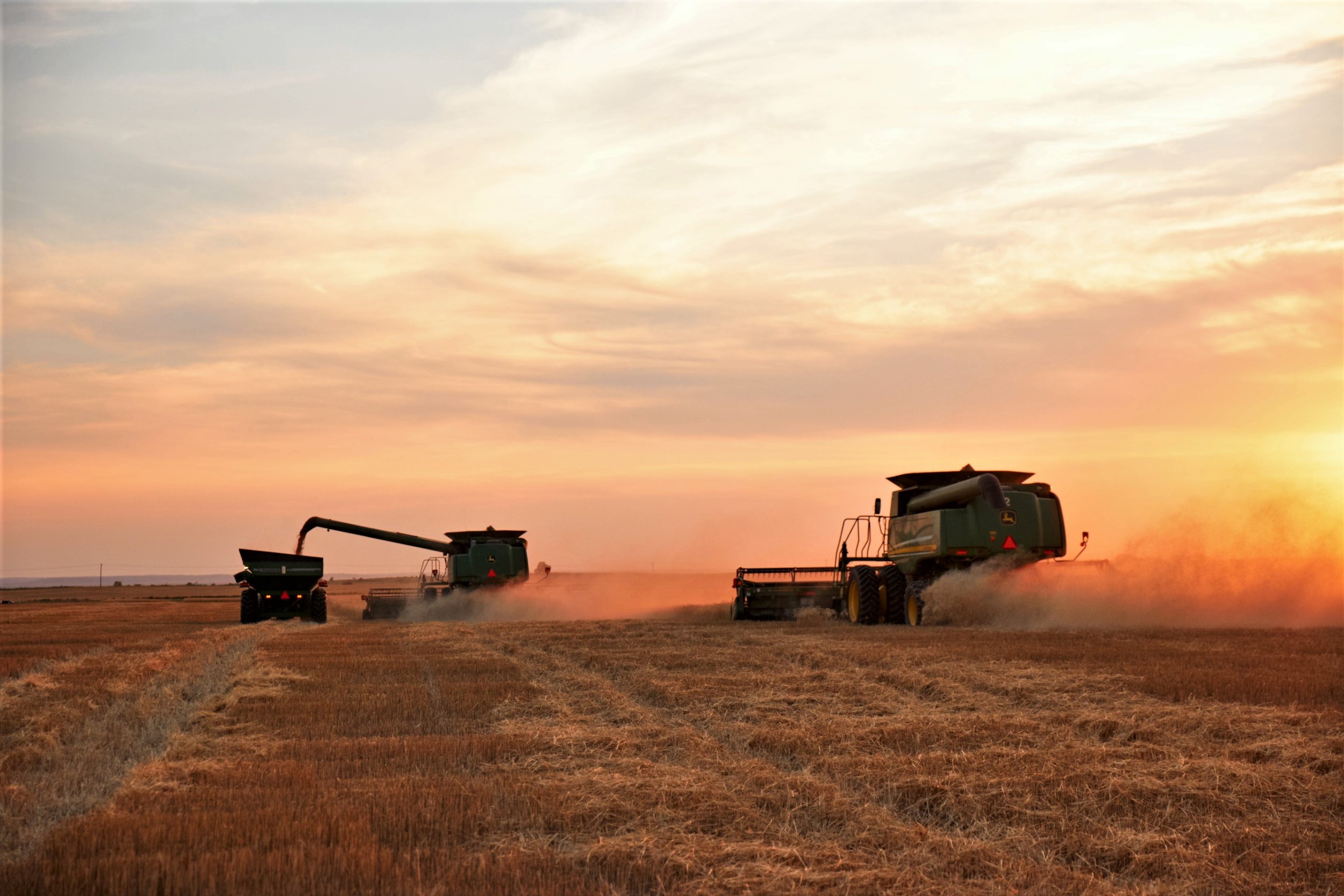 Harvest_1794+(2) Harvesting machinery working in a golden wheat field during sunset, with dust clouds rising as the combines collect crops.