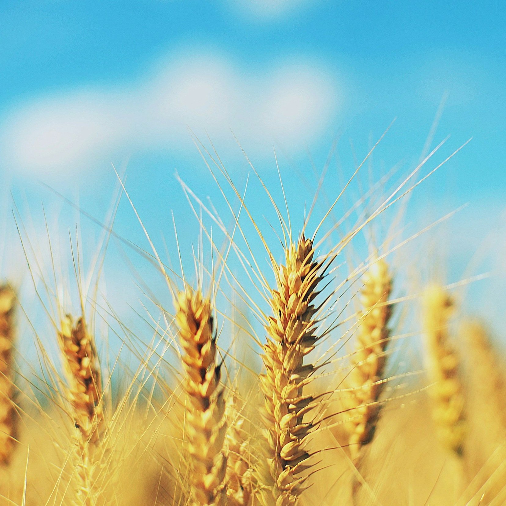 unsplash-image-C5aL4GKYsLI Close-up of golden wheat stalks against a bright blue sky with soft clouds, highlighting the texture and color of the grain.