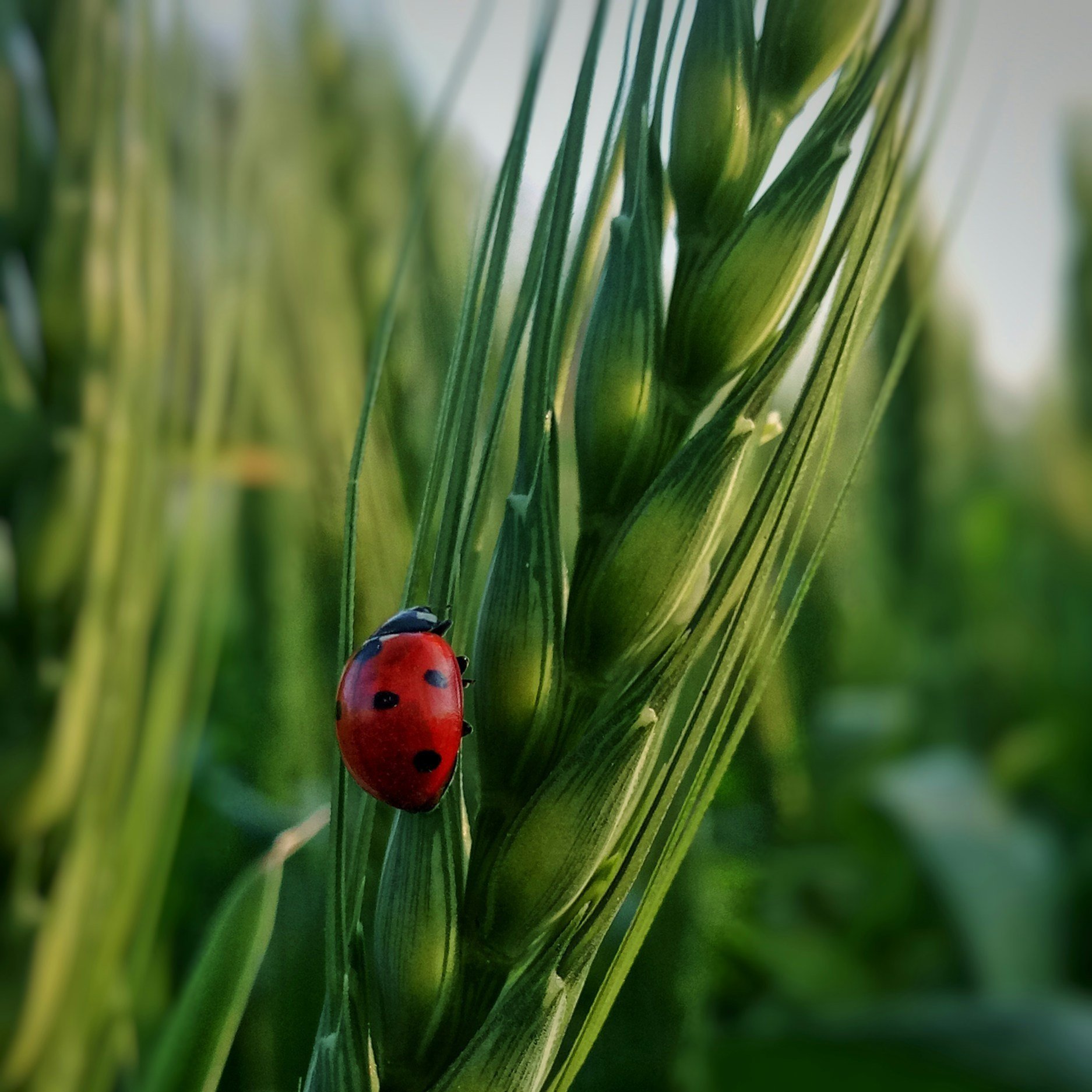Close-up of a ladybug perched on green wheat stalks, highlighting the vibrant red body and black spots against a blurred agricultural background.