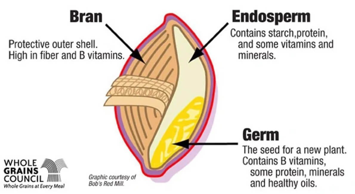 wheat-seed-diagram Diagram illustrating the components of a grain kernel, labeled with "Bran" as the protective outer shell high in fiber and B vitamins, "Endosperm" containing starch, protein, vitamins, and minerals, and "Germ" as the seed for a new plant rich in B vitamins, protein, minerals, and healthy oils.